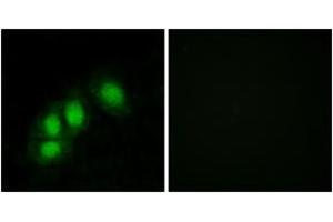 Immunofluorescence analysis of HeLa cells, using HINT1 Antibody. (HINT1 antibody  (AA 71-120))