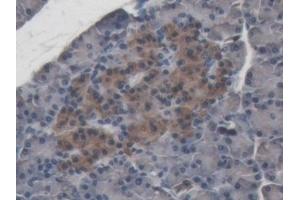 Detection of ABP1 in Porcine Pancreas Tissue using Polyclonal Antibody to Amiloride Binding Protein 1 (ABP1) (DAO antibody  (AA 27-113))