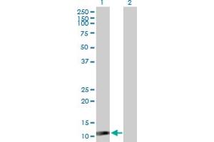 Western Blot analysis of ISG15 expression in transfected 293T cell line by ISG15 MaxPab polyclonal antibody.