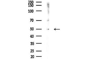 anti-G Protein-Coupled Receptor 15 (GPR15) (C-Term) antibody