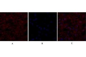 Immunofluorescence analysis of human liver tissue. (EIF2A antibody)