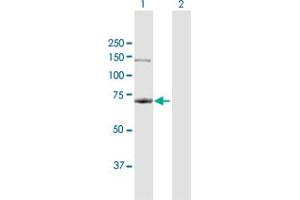 Western Blot analysis of RPA1 expression in transfected 293T cell line by RPA1 MaxPab polyclonal antibody. (RPA1 antibody  (AA 1-616))