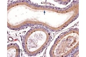Expression of PAR-4 in rat epididymis - Immunohistochemical staining of rat epididymis paraffin-embedded sections using Anti-PAR4 (F2RL3) (extracellular) Antibody ((ABIN7043077, ABIN7045106 and ABIN7045107), (1:100). (F2RL3 antibody  (C149S, Extracellular))