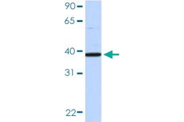 EIF3G antibody  (AA 218-267)