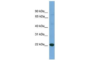 WB Suggested Anti-IL17D Antibody Titration: 0. (IL17D antibody  (N-Term))