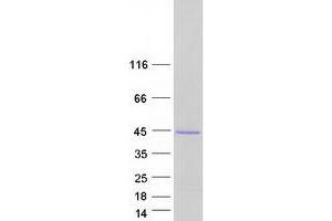 Peroxisomal Biogenesis Factor 19 (PEX19) (Transcript Variant 2) protein (Myc-DYKDDDDK Tag)