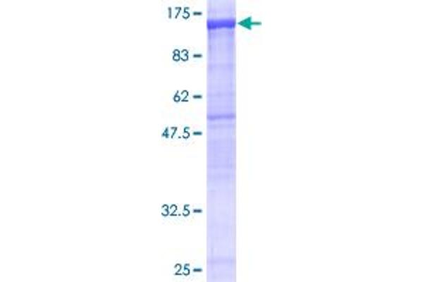 NLRP2 Protein (AA 1-846) (GST tag)