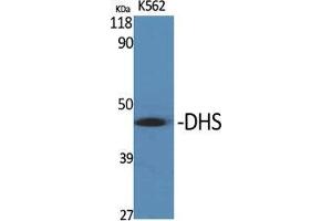 Western Blot (WB) analysis of specific cells using DHS Polyclonal Antibody. (DHPS antibody  (Internal Region))