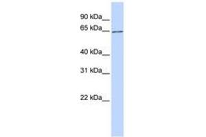 Image no. 1 for anti-Solute Carrier Family 2 (Facilitated Glucose Transporter), Member 13 (SLC2A13) (AA 396-445) antibody (ABIN6740857) (SLC2A13 antibody  (AA 396-445))