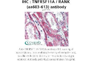 Image no. 1 for anti-Tumor Necrosis Factor Receptor Superfamily, Member 11a, NFKB Activator (TNFRSF11A) (AA 603-613) antibody (ABIN1740190) (TNFRSF11A antibody  (AA 603-613))