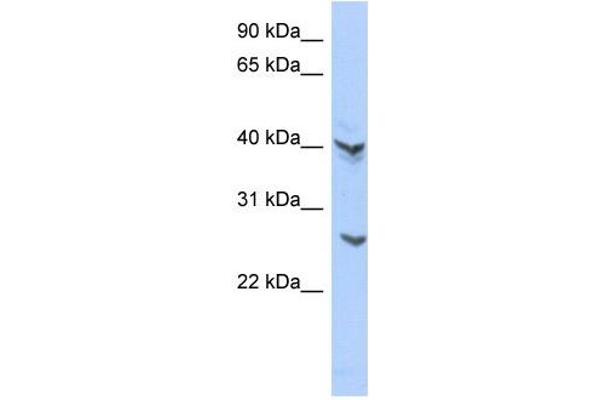 ATP6V0E2 antibody  (Middle Region)