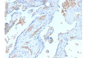 Formalin-fixed, paraffin-embedded human Pancreas stained with Spectrin alpha 1 Rabbit Recombinant Monoclonal Antibody (SPTA1/2939R). (Recombinant SPTA1 antibody  (AA 356-475))