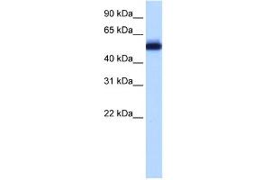WB Suggested Anti-ZNF545 Antibody Titration:  0. (Zinc finger protein 82 homolog (ZFP82) (C-Term) antibody)