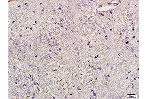 Formalin-fixed and paraffin embedded rat brain tissue labeled with Anti-Glypican 5 Polyclonal Antibody, Unconjugated (ABIN678353) at 1:200 followed by conjugation to the secondary antibody (GPC5 antibody  (AA 251-350))