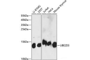Western blot analysis of extracts of various cell lines using UBE2D3 Polyclonal Antibody at dilution of 1:1000. (UBE2D3 antibody)