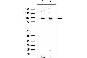 Western blot analysis of lysates from various samples, using PSMD2 Mouse Monoclonal Antibody at 1/1000 dilution.