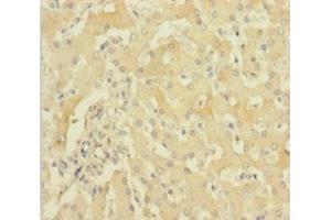 HBG1 antibody  (AA 2-147)