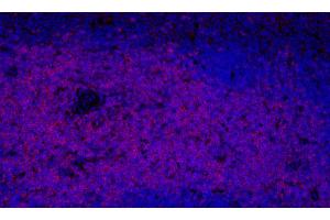 Immunofluorescence analysis of paraffin-embedded mouse spleen using THY1 Polyclonal Antibody at dilution of 1:300. (CD90 antibody)