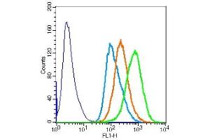 Hela cells probed with Rabbit Anti-SMC1 (Ser360) Polyclonal Antibody . (SMC1A antibody  (pSer360))