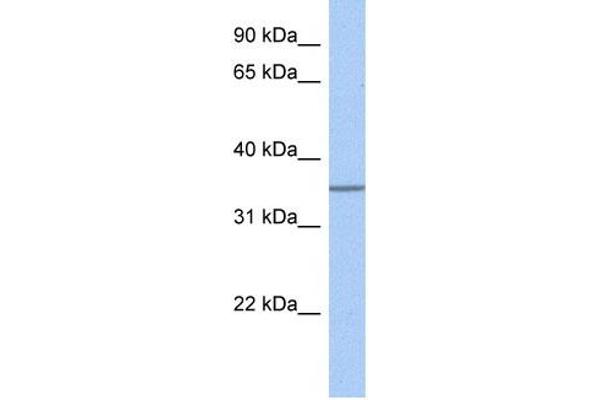 GLT6D1 antibody