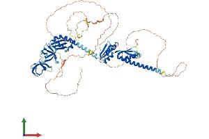 AlphaFold protein structure predicition of Mouse Recombinant Fxr2 Protein, UniprotID Q9WVR4