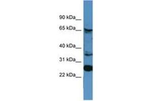 Image no. 1 for anti-Calnexin (CANX) (AA 480-529) antibody (ABIN6746665) (Calnexin antibody  (AA 480-529))