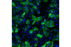 Immunofluorescence  detection of human GFRα-1 expressed in U2OS cells. (GFRA1 antibody)