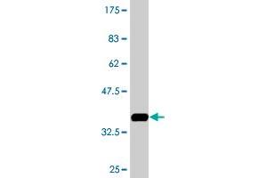 GUCA1C antibody  (AA 110-209)