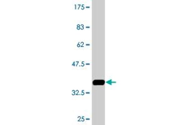 GUCA1C antibody  (AA 110-209)