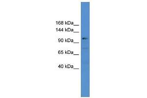 USP35 antibody used at 0. (USP35 antibody  (C-Term))