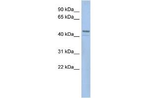 WB Suggested Anti-SMCR7L  Antibody Titration: 0. (SMCR7L antibody  (N-Term))