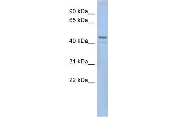 SMCR7L Antikörper  (N-Term)