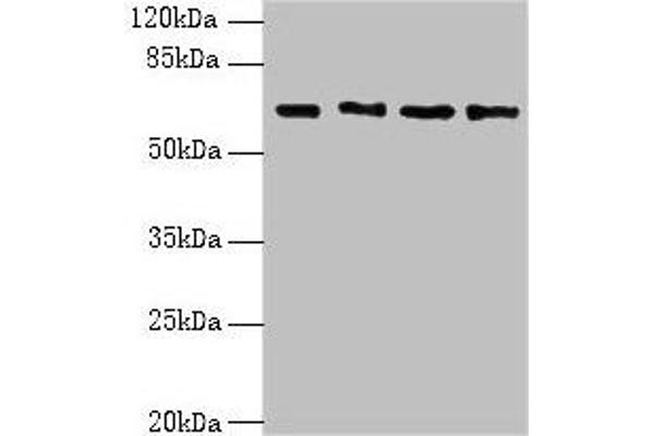 ENC1 anticorps  (AA 1-230)