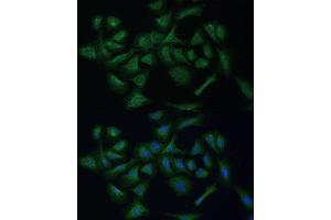 Immunofluorescence analysis of U-2 OS cells using REXO2 Polyclonal Antibody (ABIN7269955) at dilution of 1:100 (40x lens). (REXO2 antibody  (AA 26-237))