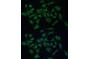 Immunofluorescence analysis of U-2 OS cells using REXO2 Polyclonal Antibody (ABIN7269955) at dilution of 1:100 (40x lens). (REXO2 antibody  (AA 26-237))