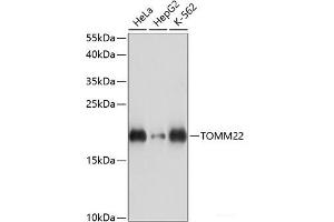Western blot analysis of extracts of various cell lines using TOMM22 Polyclonal Antibody at dilution of 1:3000. (TOMM22 antibody)