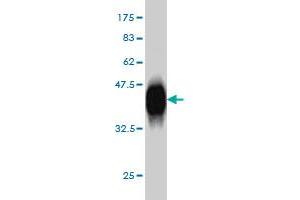 Western Blot detection against Immunogen (37. (POLD3 antibody  (AA 357-466))