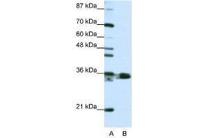 Western Blotting (WB) image for anti-Heterogeneous Nuclear Ribonucleoprotein A1 (HNRNPA1) (N-Term) antibody (ABIN2778789)