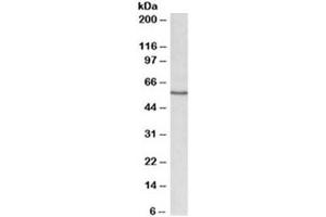 Western blot testing of rat lung lysate with Cyp1a1 antibody at 0. (CYP1A1 antibody)
