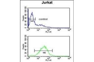 MFRN2 Antibody (N-term) (ABIN651437 and ABIN2840240) flow cytometric analysis of Jurkat cells (bottom histogram) compared to a negative control cell (top histogram). (SLC25A28 antibody  (N-Term))