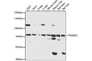 Western blot analysis of extracts of various cell lines, using FCHSD1 antibody (ABIN7270317) at 1:1000 dilution. (FCHSD1 antibody  (AA 100-400))