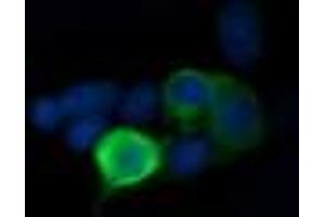 Image no. 1 for anti-Mitogen-Activated Protein Kinase Kinase 1 (MAP2K1) antibody (ABIN1499393) (MEK1 antibody)