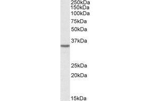 Image no. 1 for anti-Growth Hormone Inducible Transmembrane Protein (GHITM) (AA 41-54) antibody (ABIN490386)