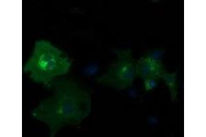 Anti-PDE2A mouse monoclonal antibody (ABIN2454216) immunofluorescent staining of COS7 cells transiently transfected by pCMV6-ENTRY PDE2A (RC207219). (PDE2A antibody)