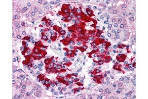 Anti-TM9SF4 antibody IHC of human pancreas. (TM9SF4 antibody  (Internal Region))