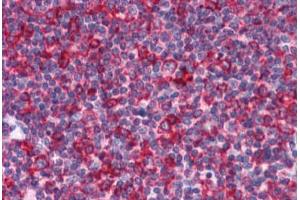 Human Tonsil: Formalin-Fixed, Paraffin-Embedded (FFPE) (EFHD2 antibody  (N-Term))