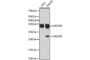 Western blot analysis of extracts of various cell lines, using LIN28B Rabbit mAb (ABIN7268267) at 1:1000 dilution. (LIN28B antibody)