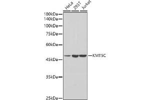 Western blot analysis of extracts of various cell lines, using KMT5C antibody (ABIN7270649) at 1:1000 dilution. (SUV420H2/KMT5C antibody  (AA 100-200))