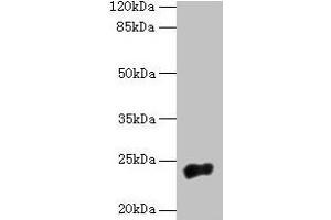 Western blot All lanes: NACA2 antibody at 5 μg/mL + 293T whole cell lysate Secondary Goat polyclonal to rabbit IgG at 1/10000 dilution Predicted band size: 24 kDa Observed band size: 24 kDa (NACA2 antibody  (AA 1-215))