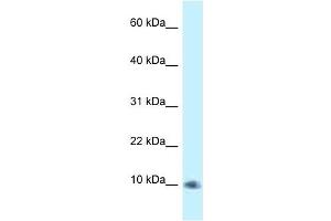 Western Blot showing PSMG3 antibody used at a concentration of 1. (PSMG3 antibody  (C-Term))